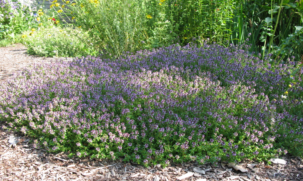Thymus serpyllum North American Rock Garden Society